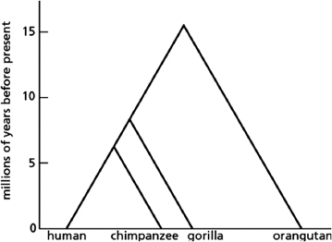 Given the evolutionary relationship between higher primates shown in Figure 9-18, which of the following statements is FALSE? Figure 9-18