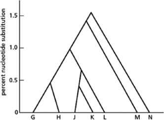 <strong>The evolutionary relationships between seven different species-G, H, J, K, L, M, and N-are diagrammed in Figure 9-25.   Figure 9-25 Given this information, which of the following statements is FALSE?</strong> A)These are all highly related species, because the sequence divergence between the most divergent species is 3%. B)Species M is as closely related to species G as it is to species J. C)Species N is more closely related to the last common ancestor of all of these species than to any of the other species shown in the diagram. D)Species G and H are as closely related to each other as species J and K are to each other. <div style=padding-top: 35px> 