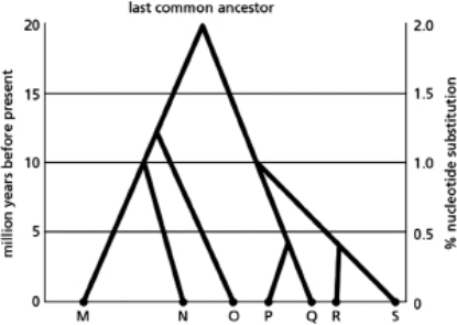 Figure 9-52 shows a hypothetical phylogenetic tree.Use this tree to answer the following questions. Figure 9-52 A.How many years ago did species M and N diverge from their last common ancestor? B.How much nucleotide divergence is there on average between species M and N? C.Are species M and N more or less closely related to each other than species P and S are? D.In looking for functionally important nucleotide sequences, is it more informative to compare the genome sequences of species M and N or those of species M and Q?