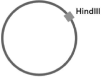 <strong>You have a circular plasmid that can be cut by the restriction nuclease HindIII, as diagrammed in Figure 10-4. Figure 10-4 If you were to cut this circular piece of DNA with HindIII, which of the answers below best predicts what you would get?</strong> A)one linear piece of DNA B)two circular pieces of DNA C)two semicircular pieces of DNA D)two linear pieces of DNA