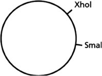 <strong>You have a piece of circular DNA that can be cut by the restriction nucleases XhoI and SmaI, as indicated in Figure 10-5. Figure 10-5 If you were to cut this circular piece of DNA with both XhoI and SmaI, how many fragments of DNA would you end up with?</strong> A)1 B)2 C)3 D)4