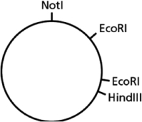 <strong>You have a piece of circular DNA that can be cut by the restriction nucleases EcoRI, HindIII, and NotI, as indicated in Figure 10-6. Figure 10-6 Which of the following statements is FALSE?</strong> A)One piece of DNA will be obtained when this DNA is cut by NotI. B)A piece of DNA that cannot be cut by EcoRI will be obtained by cutting this DNA with both NotI and HindIII. C)Two DNA fragments that cannot be cut by HindIII will be obtained when this DNA is cut by EcoRI and NotI. D)Two DNA fragments of unequal size will be created when this DNA is cut by both HindIII and EcoRI.