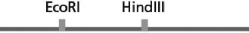 <strong>You have a linear piece of DNA that can be cut by the restriction nucleases HindIII and EcoRI, as diagrammed in Figure 10-7. Figure 10-7 If you were to cut this linear DNA with HindIII, what type of DNA fragments do you predict you would obtain?</strong> A)three linear pieces of DNA B)two linear pieces of DNA, only one of which can be cut by EcoRI C)two linear pieces of DNA, both of which can be cut by EcoRI D)two linear pieces of DNA, only one of which can be cut by HindIII