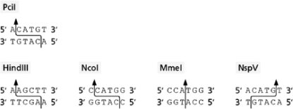 <strong>Figure 10-12 shows the cleavage sites of several restriction nucleases. Figure 10-12 You cut a vector using the PciI restriction nuclease.Which of the following restriction nucleases will generate a fragment that can be ligated into this cut vector with the addition of only ligase and ATP?</strong> A)HindIII B)NcoI C)MmeI D)NspV