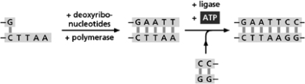 <strong>Figure 10-13 depicts a strategy by which a DNA fragment produced by cutting with the EcoRI restriction nuclease can be joined to a DNA fragment produced by cutting DNA with the HaeIII restriction nuclease. Figure 10-13 Note that cutting DNA with EcoRI produces a staggered end, whereas cutting DNA with HaeIII produces a blunt end.Why must polymerase be added in this reaction?</strong> A)Polymerase will fill in the staggered end to create a blunt end. B)Polymerase is needed to seal nicks in the DNA backbone. C)Polymerase will add nucleotides to the end produced by the HaeIII restriction nuclease. D)Without polymerase, there will not be enough energy for the reaction to proceed.