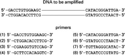 You want to amplify the DNA between the two stretches of sequence shown in Figure 10-58.Of the listed primers, choose the pair that will allow you to amplify the DNA by PCR. Figure 10-58