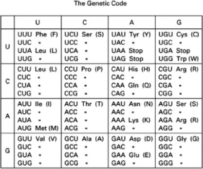 Which of the restriction nucleases listed below can potentially cleave a segment of cDNA that encodes the peptide KIGDACF? Table 10-56