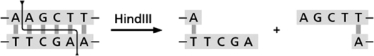 You are studying a protein that contains the peptide sequence RDWKLVI.The part of the DNA encoding this peptide is included in the sequence shown below. Table 10-56 5′-GGCGTGACTGGAAGCTAGTCATC-3′ 3′-CCGCACTGACCTTCGATCAGTAG-5′ This sequence does not contain any HindIII restriction enzyme sites; the target sequence for the HindIII restriction nuclease is shown in Figure 10-65. Figure 10-65A Your goal is to create a HindIII site on this plasmid without changing the coding sequence of the protein.Explain how you would do this.
