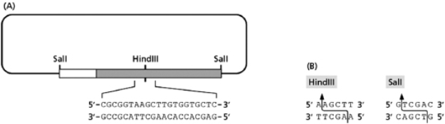 You have created a piece of recombinant DNA by placing a cDNA from a gene you believe is important for the differentiation of liver cells (called LC1) onto an expression plasmid that contains all the sequences necessary for propagation of this DNA in bacteria and for the production of the LC1 protein in bacteria.A picture of this plasmid is shown in Figure 10-66A, with the segment of the DNA containing the LC1 gene depicted as a gray rectangle; the promoter sequence is depicted as a white rectangle.The LC1 protein is phosphorylated on serine 54; the nucleotide sequence of the portion of the DNA that encodes this region is shown below the diagram.All HindIII and SalI restriction sites have also been mapped on the plasmid; the recognition sequences for these restriction nucleases are shown in Figure 10-66B. Table 10-56 Figure 10-66 A.Given the information above, write out the amino acids 52 to 57, encoded by the nucleotide sequence shown above.Be sure to number the amino acids appropriately.(Hint: Remember, serine is amino acid number 54.) B.You want to create a mutant version of the LC1 gene that replaces the serine 54 found on this peptide with a glycine.You want to do this by changing only one nucleotide, and you also want to destroy the HindIII recognition sequence with this change.Write out a 21-nucleotide DNA sequence that can accommodate these changes.Be sure to (i) write out the DNA and label the 5′ and 3′ ends, (ii) underline the mutated HindIII recognition site, and (iii) circle any change made to the original sequence.