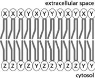 <strong>Three phospholipids, X, Y, and Z, are distributed in the plasma membrane as indicated in Figure 11-10.For which of these phospholipids does a flippase probably exist? Figure 11-10</strong> A)X only B)Z only C)X and Y D)Y and Z