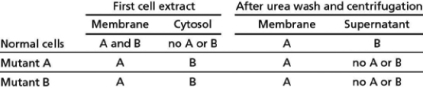 You have isolated two mutants of a normally pear-shaped microorganism that have lost their distinctive shape and are now round.One of the mutants has a defect in a protein that you call A and the other has a defect in a protein that you call B.First, you grind up each type of mutant cell and normal cells separately and separate the plasma membranes from the cytoplasm, forming the first cell extract.Then you set aside a portion of each fraction for later testing.Next, you wash the remaining portion of the membrane fractions with a low concentration of urea (which will unfold proteins and disrupt their ability to interact with other proteins) and centrifuge the mixture.The membranes and their constituent proteins form a pellet, and the proteins liberated from the membranes by the urea wash remain in the supernatant.When you check each of the fractions for the presence of A or B, you obtain the results given below. Figure 11-15 Use these initial observations to classify membrane proteins A and B.What additional information can be inferred from this data set that helps you understand the mutant phenotype?