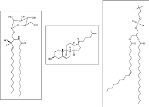 Three different membrane components are shown in Figure 11-16.Using the list below, identify the three components, and label the chemical groups indicated. A.glycerol B.sugar C.phospholipid D.glycolipid E.sterol F.unsaturated hydrocarbon G.saturated hydrocarbon H.sterol polar head group Figure 11-16