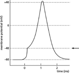 <strong>Figure 12-31 illustrates changes in membrane potential during the formation of an action potential.What membrane characteristic or measurement used to study action potentials is indicated by the arrow?   Figure 12-31</strong> A)effect of a depolarizing stimulus B)resting membrane potential C)threshold potential D)action potential <div style=padding-top: 35px> 