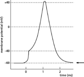 <strong>Figure 12-32 illustrates changes in membrane potential during the formation of an action potential.What membrane characteristic or measurement used to study action potentials is indicated by the arrow?   Figure 12-32</strong> A)effect of a depolarizing stimulus B)resting membrane potential C)threshold potential D)action potential <div style=padding-top: 35px> 