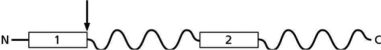 <strong>Figure 15-22 shows the organization of a protein that normally resides in the plasma membrane.The boxes labeled 1 and 2 represent membrane-spanning sequences and the arrow represents a site of action of signal peptidase.Given this diagram, which of the following statements must be TRUE? Figure 15-22</strong> A)The N-terminus of this protein is cytoplasmic. B)The C-terminus of this protein is cytoplasmic. C)The mature version of this protein will span the membrane twice, with both the N- and C-terminus in the cytoplasm. D)none of these answers are correct.