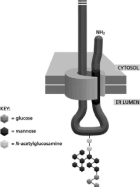 <strong>Cells have oligosaccharides displayed on their cell surface that are important for cell-cell recognition.Your friend discovered a transmembrane glycoprotein, GP1, on a pathogenic yeast cell that is recognized by human immune cells.He decides to purify large amounts of GP1 by expressing it in bacteria.To his purified protein he then adds a branched 14-sugar oligosaccharide to the asparagine of the only Asn-X-Ser sequence found on GP1 (Figure 15-32).Unfortunately, immune cells do not seem to recognize this synthesized glycoprotein.Which of the following statements is a likely explanation for this problem? Figure 15-32</strong> A)The oligosaccharide should have been added to the serine instead of the asparagine. B)The oligosaccharide should have been added one sugar at a time. C)The oligosaccharide needs to be further modified before it is mature. D)The oligosaccharide needs a disulfide bond.