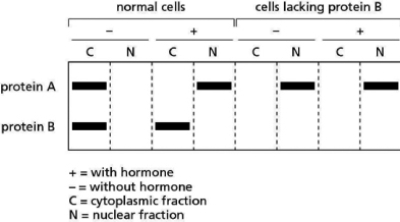 A gene regulatory protein, A, contains a typical nuclear localization signal but surprisingly is usually found in the cytosol.When the cell is exposed to hormones, protein A moves from the cytosol into the nucleus, where it turns on genes involved in cell division.When you purify protein A from cells that have not been treated with hormones, you find that protein B is always complexed with it.To determine the function of protein B, you engineer cells lacking the gene for protein B.You compare normal and defective cells by using differential centrifugation to separate the nuclear fraction from the cytoplasmic fraction, and then separating the proteins in these fractions by gel electrophoresis.You identify the presence of protein A and protein B by looking for their characteristic bands on the gel.The gel you run is shown in Figure 15-4. Figure 15-4 On the basis of these results, what is the function of protein B? Explain your conclusion and propose a mechanism for how protein B works.