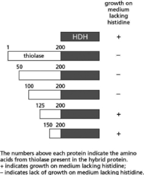 You are trying to identify the peroxisome-targeting sequence in the thiolase enzyme in yeast.The thiolase enzyme normally resides in the peroxisome and therefore must contain amino acid sequences that are used to target the enzyme for import into the peroxisome.To identify the targeting sequences, you create a set of hybrid genes that encode fusion proteins containing part of the thiolase protein fused to another protein, histidinol dehydrogenase (HDH).HDH is a cytosolic enzyme required for the synthesis of the amino acid histidine and cannot function if it is localized in the peroxisome.You genetically engineer a series of yeast cells to express these fusion proteins instead of their own versions of these enzymes.If the fusion proteins are imported into the peroxisome, the HDH portion of the protein cannot function and the yeast cells cannot grow on a medium lacking histidine.You obtain the results shown in Figure 15-5. Figure 15-5 What region of the thiolase protein contains the peroxisomal targeting sequence? Explain your answer.