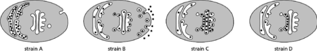 You have created a green fluorescent protein (GFP) fusion to a protein that is normally secreted from yeast cells.Because you have learned about the use of temperature-sensitive mutations in yeast to study protein and vesicle transport, you obtain three mutant yeast strains, each defective in some aspect of the protein secretory process.Being a good scientist, you of course also obtain a wild-type control strain.You decide to examine the fate of your GFP fusion protein in these various yeast strains and engineer the mutant strains to express your GFP fusion protein.However, in your excitement to do the experiment, you realize that you did not label any of the mutant yeast strains and no longer know which strain is defective in what process.You end up numbering your strains with the numbers 1 to 4, and then you carry out the experiment anyway, obtaining the results shown in Figure 15-17 (the black dots represent your GFP fusion protein). Figure 15-17 Name the process that is defective in each of these strains.Remember that one of these strains is your wild-type control.