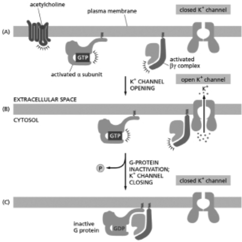 <strong>Acetylcholine binds to a GPCR on heart muscle, making the heart beat more slowly.The activated receptor stimulates a G protein, which opens a K<sup>+</sup> channel in the plasma membrane, as shown in Figure 16-13.Which of the following would enhance this effect of the acetylcholine? Figure 16-13</strong> A)addition of a high concentration of a nonhydrolyzable analog of GTP B)addition of a drug that prevents the α subunit from exchanging GDP for GTP C)mutations in the acetylcholine receptor that weaken the interaction between the receptor and acetylcholine D)mutations in the acetylcholine receptor that weaken the interaction between the receptor and the G protein