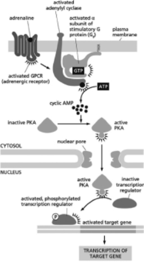 <strong>You are interested in how cyclic-AMP-dependent protein kinase A (PKA) functions to affect learning and memory, and you decide to study its function in the brain.It is known that, in the cells you are studying, PKA works via a signal transduction pathway like the one depicted in Figure 16-15.Furthermore, it is also known that activated PKA phosphorylates the transcriptional regulator called Nerd that then activates transcription of the gene Brainy.Which situation described below will lead to an increase in Brainy transcription? Figure 16-15</strong> A)a mutation in the Nerd gene that produces a protein that cannot be phosphorylated by PKA B)a mutation in the nuclear import sequence of PKA from PPKKKRKV to PPAAAAAV C)a mutation in the gene that encodes cAMP phosphodiesterase that makes the enzyme inactive D)a mutation in the gene that encodes adenylyl cyclase that renders the enzyme unable to interact with the α subunit of the G protein