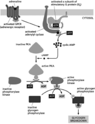 <strong>Adrenaline stimulates glycogen breakdown in skeletal muscle cells by ultimately activating glycogen phosphorylase, the enzyme that breaks down glycogen, as depicted in Figure 16-16. Figure 16-16 Which of the following statements is FALSE?</strong> A)A constitutively active mutant form of PKA in skeletal muscle cells would lead to a decrease in the amount of unphosphorylated phosphorylase kinase. B)A constitutively active mutant form of PKA in skeletal muscle cells would not increase the affinity of adrenaline for the adrenergic receptor. C)A constitutively active mutant form of PKA in skeletal muscle cells would lead to an excess in the amount of glucose available. D)A constitutively active mutant form of PKA in skeletal muscle cells would lead to an excess in the amount of glycogen available.