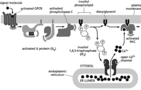 <strong>Activated protein kinase C (PKC) can lead to the modification of the membrane lipids in the vicinity of the active PKC.Figure 16-17 shows how G proteins can indirectly activate PKC.You have discovered the enzyme activated by PKC that mediates the lipid modification.You call the enzyme Rafty and demonstrate that activated PKC directly phosphorylates Rafty, activating it to modify the plasma membrane lipids in the vicinity of the cell where PKC is active; these lipid modifications can be detected by dyes that bind to the modified lipids.Cells lacking Rafty do not have these modifications, even when PKC is active.Which of the following conditions would lead to signal-independent modification of the membrane lipids by Rafty? Figure 16-17</strong> A)the expression of a constitutively active phospholipase C B)a mutation in the GPCR that binds the signal more tightly C)a Ca<sup>2</sup><sup>+</sup> channel in the endoplasmic reticulum with an increased affinity for IP<sub>3</sub> D)a mutation in the gene that encodes Rafty such that the enzyme can no longer be phosphorylated by PKC