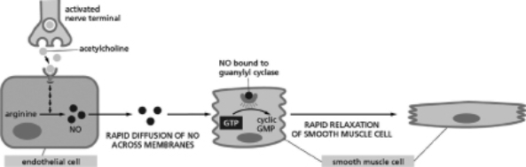 <strong>Figure 16-20 shows the pathway through which nitric oxide (NO) triggers smooth muscle relaxation in a blood vessel wall.Which of the following situations would lead to relaxation of the smooth muscle cells in the absence of acetylcholine? Figure 16-20</strong> A)a smooth muscle cell that has a defect in guanylyl cyclase such that it cannot bind NO B)a muscle cell that has a defect in guanylyl cyclase such that it constitutively converts GTP to cyclic GMP C)a muscle cell that has cyclic GMP phosphodiesterase constitutively active D)a drug that blocks an enzyme involved in the metabolic pathway from arginine to NO