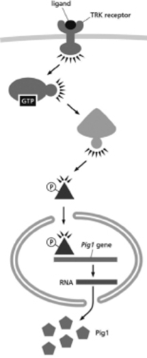 <strong>You are interested in further understanding the signal transduction pathway that controls the production of Pig1, a protein important for regulating cell size.Activation of the TRK receptor leads to activation of the GTP-binding protein, Ras, which then activates a protein kinase that phosphorylates the SZE transcription factor.SZE only interacts with the nuclear transport receptor when it is phosphorylated.SZE is a gene activator for the Pig1 gene.This pathway is diagrammed in Figure 16-25. Figure 16-25 Normal cells grown under standard conditions (without ligand) are 14 μm in diameter while normal cells exposed to TRK ligand are 10.5 μm in diameter.Given this situation, which of the following conditions do you predict will more likely lead to smaller cells?</strong> A)addition of TRK ligand and a drug that stimulates the GTPase activity of Ras B)addition of TRK ligand and a drug that inhibits the activity of the phosphatase that acts on SZE C)addition of TRK ligand and a drug that stimulates the degradation of Pig1 D)addition of TRK ligand and a drug that inhibits Pig1 binding to DNA