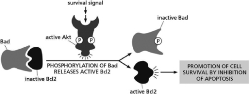 <strong>Akt promotes the survival of many cells by affecting the activity of Bad and Bcl2, as diagrammed in Figure 16-28. Figure 16-28 Which of the following statements is FALSE?</strong> A)In the presence of a survival signal, Akt is phosphorylated. B)In the absence of a survival signal, Bad inhibits the cell-death inhibitor protein Bcl2. C)In the presence of a survival signal, the cell-death inhibitory protein Bcl2 is active. D)In the absence of a survival signal, Bad is phosphorylated.