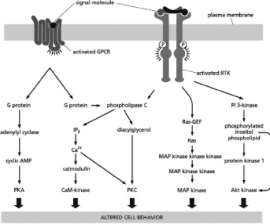 <strong>Figure 16-34 shows that intracellular signaling pathways can be highly interconnected. Figure 16-34 From the information in Figure 16-34, which of the following statements is FALSE?</strong> A)The GPCR and the RTK both activate phospholipase C. B)Activation of either the GPCR or the RTK will lead to activation of transcriptional regulators. C)CaM-kinase is only activated when the GPCR is active and not when the RTK is active. D)Ras is activated only when the RTK is active and not when the GPCR is active.