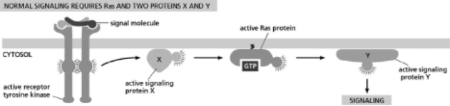 <strong>Figure 16-36 shows how normal signaling works with a Ras protein acting downstream of an RTK.You examine a cell line with a constitutively active Ras protein that is always signaling.Which of the following conditions will turn off signaling in this cell line? Figure 16-36</strong> A)addition of a drug that prevents protein X from activating Ras B)addition of a drug that increases the affinity of protein Y and Ras C)addition of a drug that blocks protein Y from interacting with its target D)addition of a drug that increases the activity of protein Y
