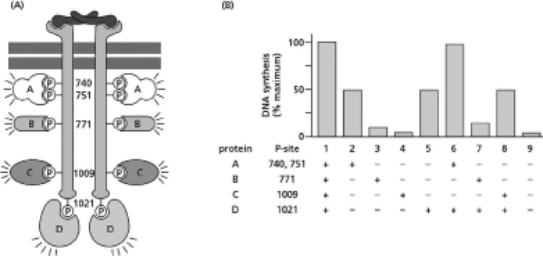 When activated by the extracellular signal protein platelet-derived growth factor (PDGF), the PDGF receptor phosphorylates itself on multiple tyrosines (as indicated in Figure 16-61A by the circled Ps; the numbers next to these Ps indicate the amino acid number of the tyrosine).These phosphorylated tyrosines serve as docking sites for proteins that interact with the activated PDGF receptor.These proteins are indicated in the figure, and include the proteins A, B, C, and D.One of the cell's responses to PDGF is an increase in DNA synthesis, which can be measured by the incorporation of radioactive thymidine into the DNA. To determine which protein or proteins-A, B, C, or D-are responsible for the activation of DNA synthesis, you construct mutant versions of the PDGF receptor that retain one or more tyrosine phosphorylation sites.You express these mutant versions in cells that do not make their own PDGF receptor.In these cells, the various mutant versions of the PDGF receptor are expressed normally, and, in response to PDGF binding, become phosphorylated on whichever tyrosines remain.You measure the level of DNA synthesis in cells that express the various mutant receptors and obtain the data shown in Figure 16-22B. Figure 16-22 A.From these data, which, if any, of proteins A, B, C, and D are involved in the stimulation of DNA synthesis by PDGF? Explain your answer. B.Which, if any, of these proteins inhibit DNA synthesis? Explain your answer. C.Which, if any, of these proteins seem to have no detectable role in DNA synthesis? Explain your answer.