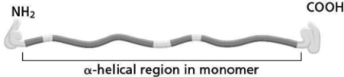 <strong>Intermediate filaments are made from elongated fibrous proteins that are assembled into a ropelike structure.Figure 17-6 shows the structure of an intermediate filament subunit.You are interested in how intermediate filaments are formed, and you create an intermediate filament subunit whose α-helical region is twice as long as that of a normal intermediate filament by duplicating the normal α-helical region while keeping a globular head at the N-terminus and a globular tail at the C-terminus; you call this subunit IFαd.If you were to assemble intermediate filaments using IFαd as the subunit, which of the following predictions describes the most likely outcome?   Figure 17-6</strong> A)Filaments assembled using IFαd will interact with different cytoskeletal components. B)Filaments assembled using IFαd will form dimers that are twice as long as dimers assembled from normal intermediate filaments. C)Sixteen tetramers assembled from IFαd will be needed for a ropelike structure to form. D)Dimers of IFαd will form by interactions with the N-terminal globular head and the C-terminal globular tail. <div style=padding-top: 35px> 