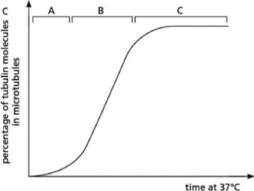 <strong>The graph in Figure 17-18 shows the time course of the polymerization of pure tubulin in vitro.Assume that the starting concentration of free tubulin is higher than it is in cells.   Figure 17-18 Three parts of the curve are labeled above it as A, B, and C.You conduct a similar in vitro tubulin-polymerization experiment, only this time you include purified centrosomes in your preparation.When you plot your data, which part of your graph should be most dissimilar to the curve shown in Figure 17-18?</strong> A)A B)B C)C D)None.The shape of my graph should be identical to the graph produced when tubulin is polymerized in the absence of purified centrosomes. <div style=padding-top: 35px> 