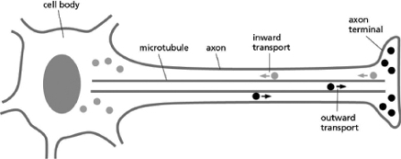 <strong>Microtubules are important for transporting cargo in nerve cell axons, as diagrammed in Figure 17-20.Notice that the two types of cargo are traveling in opposite directions.Which of the following statements is likely to be FALSE?   Figure 17-20</strong> A)The gray cargo is attached to dynein. B)The black cargo and the gray cargo require ATP hydrolysis for their motion. C)The black cargo moving toward the axon terminal contains a domain that specifically interacts with the tail domain of a particular kind of motor. D)The black cargo and the gray cargo are moving along microtubules of opposite polarity. <div style=padding-top: 35px> 