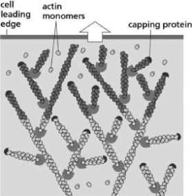 <strong>Figure 17-31 shows the leading edge of a lamellipodium.Which of the following statements is FALSE?   Figure 17-31</strong> A)Nucleation of new filaments near the leading edge pushes the plasma membrane forward. B)ARP proteins nucleate the branched actin filaments in the lamellipodium. C)Capping proteins bind to the minus end of actin filaments. D)There is more ATP-bound actin at the leading edge than in the actin filaments away from the leading edge. <div style=padding-top: 35px> 