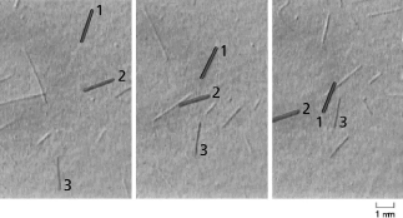 <strong>Consider the in vitro motility assay using purified kinesin and purified polymerized microtubules shown in Figure 17-37.The three panels are images taken at 1-second intervals.In this figure, three microtubules have been numbered to make it easy to identify them.Which of the following statements about this assay is FALSE?   Figure 17-37</strong> A)Kinesin molecules are attached by their tails to a glass slide. B)The microtubules used in this assay must be polymerized using conditions that stabilize tubule formation or else they would undergo dynamic instability. C)ATP must be added for this assay to work. D)Addition of the nonhydrolyzable ATP analog (AMP-PNP) would cause the microtubules to move faster. <div style=padding-top: 35px> 