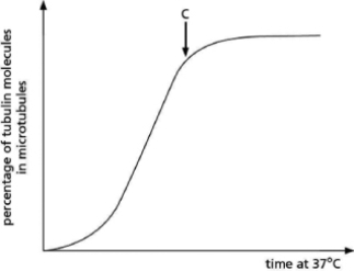 The graph in Figure 17-10 shows the time course of the polymerization of pure tubulin in vitro.You can assume that the starting concentration of free tubulin is much higher than it is in cells.   Figure 17-10 A.Explain the reason for the initial lag in the rate of microtubule formation. B.Why does the curve level out after point C?<div style=padding-top: 35px> 