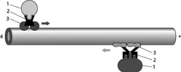 Match the following labels to the numbered lines on Figure 17-12.   Figure 17-12 A.minus end of microtubule B.tail of motor protein C.cargo of motor protein D.head of motor protein Which of the two motors in Figure 17-12 is most probably a kinesin? Explain your answer.<div style=padding-top: 35px> 