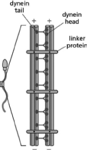 Figure 17-21 shows two isolated outer-doublet microtubules from a eukaryotic flagellum with their associated dynein molecules.   Figure 17-21 A.Sketch what will happen to this structure if it is supplied with ATP. B.Sketch what will happen to this structure if the linking proteins are removed and it is supplied with ATP. C.In a complete flagellum, what would happen if all the dynein molecules were active at the same time?<div style=padding-top: 35px> 