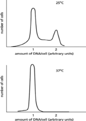 <strong>A mutant yeast strain stops proliferating when shifted from 25°C to 37°C.When these cells are analyzed at the two different temperatures, using a machine that sorts cells according to the amount of DNA they contain, the graphs in Figure 18-2 are obtained. Figure 18-2 Which of the following would NOT explain the results with the mutant?</strong> A)inability to initiate DNA replication B)inability to begin M phase C)inability to activate proteins needed to enter S phase D)inappropriate production of a signal that causes the cells to remain in G<sub>1</sub>