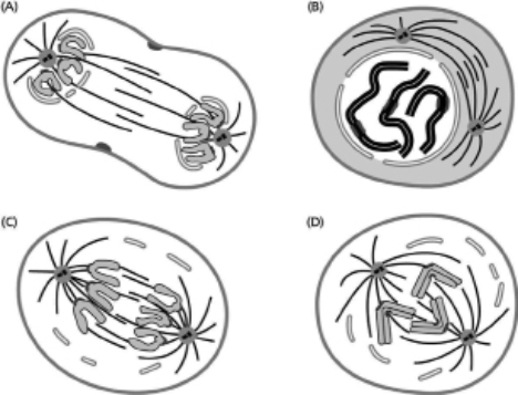 Which stage of mitosis in an animal cell does each part of Figure 18-9 represent? Figure 18-9