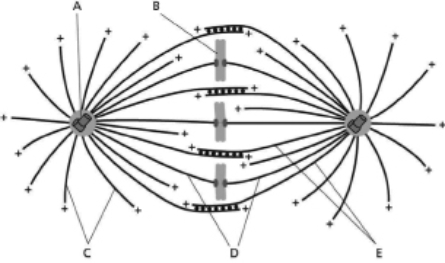 Before a cell can enter M phase, two structures from Figure 18-12 must be duplicated.Write the letters corresponding to the lines pointing to these structures, and write the names of the structures next to the letters. Figure 18-12