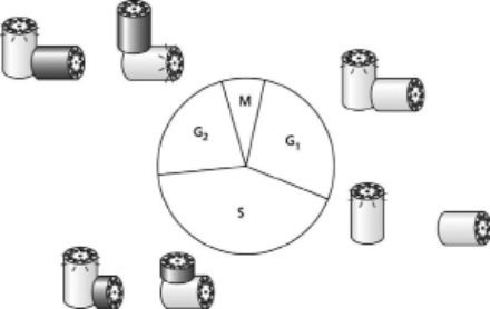 Examine the schematic representation of centrosome duplication in Figure 18-13.By analogy with DNA replication, would you classify centrosome duplication as conservative or semiconservative? Explain your answer. Figure 18-13