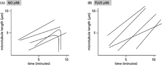 You have discovered a new protein that regulates microtubule dynamics.First, you isolated proteins from a cellular extract that bound to a tubulin affinity column.You then separated the proteins from each other by loading the mixture of proteins on an ion-exchange column, eluting the column with increasing salt concentration, and collecting small fractions of protein as they dripped from the column.To test whether each fraction contained microtubule regulators, you mixed it with fluorescent tubulin and purified centrosomes, and then analyzed the reaction microscopically to measure the size of the astral microtubules formed.You found that fractions 8, 9, and 10 promoted the formation of unusually long astral microtubules.Because electrophoretic separation of the fractions on a gel revealed a plentiful protein with an apparent molecular mass of 98 kD, you named the protein p98. A.Propose two ways in which p98 might change the dynamic behavior of microtubules to account for the observed change in microtubule length.(Hint: There are four simple possible mechanisms.) B.Video microscopy of fluorescent tubulin in reactions with purified centrosomes allowed you to follow the behavior of individual microtubules over time.You graphed the changes in microtubule length in the absence (Figure 18-19A) and presence (Figure 18-19B) of p98.Five representative microtubules are shown for each condition.Does p98 alter the rate of microtubule growth or shrinkage? Does p98 alter the frequency of catastrophes (a sudden and rapid decline in microtubule length) or rescues (when a microtubule switches from shrinking to growing)? Explain your answers. C.After demonstrating the consequences of p98 addition on microtubule dynamics in vitro with the use of purified components, you want to determine whether the protein has the same effects in a complex cellular extract that naturally contains p98.You remove the p98 protein from an extract of Xenopous eggs in mitosis by using antibodies that specifically recognize p98.The p98-depleted extract is then mixed with sperm nuclei, centrosomes, and fluorescent tubulin.How would you expect the microtubules to behave? Figure 18-19