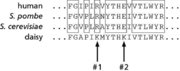 Your friend is intrigued by Cdks and purifies Cdk from the daisy plant.She is able to determine the sequence of 18 amino acids from the daisy Cdk protein.Using these data, she aligns the daisy Cdk sequence with one human Cdk protein and the Cdk proteins from two different kinds of yeast, as shown in Figure 18-25.Sequences identical between the human and fungal proteins have been boxed. Figure 18-25 Such conserved amino acid sequences are often involved in protein-protein interactions.Indeed, the threonine (T) in the central YTHE block is known to be phosphorylated by a kinase that activates Cdks in human and yeast.The surrounding conserved sequences could thus be important for the interaction of this Cdk-activating kinase with Cdk.In the daisy Cdk, however, not all of the amino acids in these conserved blocks match the sequences from yeast and human, as indicated by the arrows marked #1 and #2. A.When you replace the S.cerevisiae (budding yeast) Cdk with the daisy Cdk, you discover the daisy Cdk does not interact with the Cdk-activating kinase inside the yeast cell.Circle the amino acid in the daisy Cdk that is likely to be the most disruptive to its interaction with Cdk-activating kinase.Explain. B.Based on the information in Figure 18-25 and what you know about the Cdk1-Cdk-activating kinase interaction, would you predict that the human Cdk will interact with yeast Cdk-activating kinase? Explain.