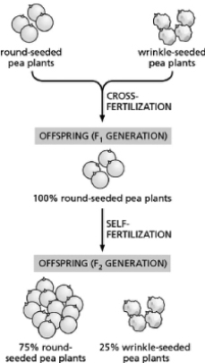 Figure 19-24 diagrams one of Mendel's experiments using the round and wrinkled seed traits. Figure 19-24 If you crossed the round-seeded plants obtained in the F<sub>1</sub> generation with a true-breeding strain of wrinkle-seeded plants, how many round-seeded plants would you expect to obtain in the next generation?