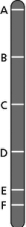 With respect to gene E on the chromosome drawn in Figure 19-14, which gene is least likely to behave according to Mendel's law of independent assortment? Explain your answer. Figure 19-14