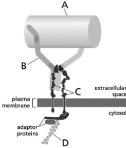 Match each protein with the correct label in Figure 20-1.   Figure 20-1  -integrin<div style=padding-top: 35px> 
